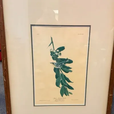 John James Audubon 1971 Amsterdam Edition “Yellow-throated Warbler” Plate 85 Framed Print w/ COA  De