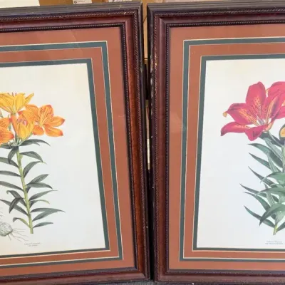 Pair of Framed Botanical Lily Prints – Lilium Croceum & Lilium Elegans Wall Art  Description  Elegan
