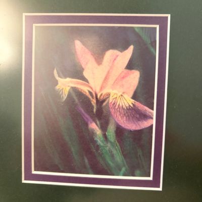 Lenox Fine Porcelain Hummingbird and Framed Art Print (PB-BC)