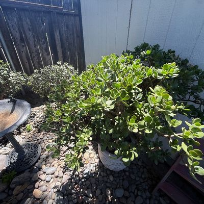 Lots of jades