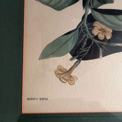 Framed Artwork Reproduction Print White Crowned Pigeon