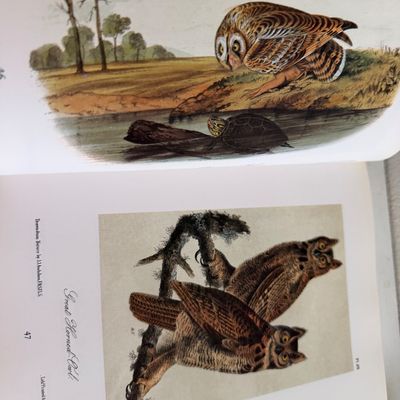TWO Large Hardback Books - Birds Audubon
