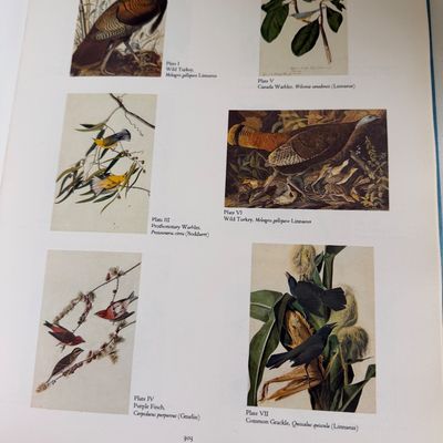 TWO Large Hardback Books - Birds Audubon
