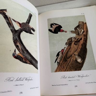 TWO Large Hardback Books - Birds Audubon
