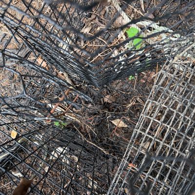 Crabbing Pots (2) & Floating Live Box