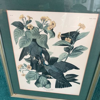 Framed Artwork Reproduction Print White Crowned Pigeon