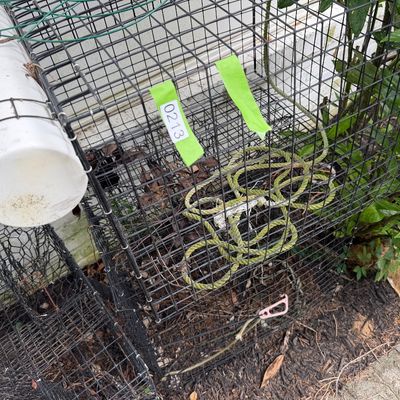 Crabbing Pots (2) & Floating Live Box