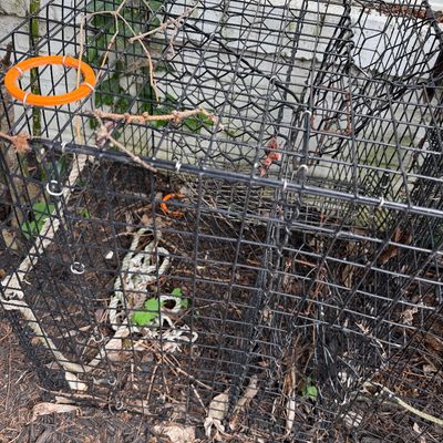 Crabbing Pots (2) & Floating Live Box