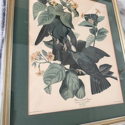 Framed Artwork Reproduction Print White Crowned Pigeon
