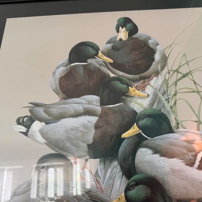 Framed 1998 Waterfowl Festival Poster “Mallard Mania”