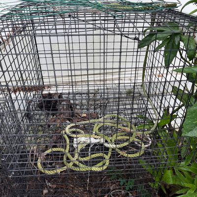 Crabbing Pots (2) & Floating Live Box