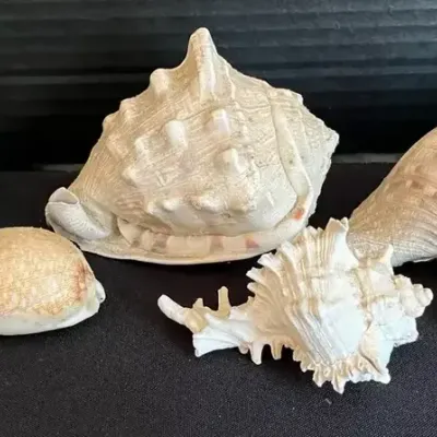 Sea Shells