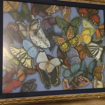 Colorful Framed Butterfly Print