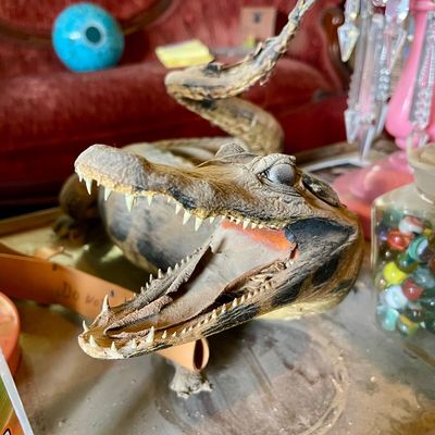 Sale Photo Thumbnail #562: Alligator head 