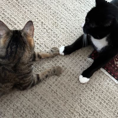Sale Photo Thumbnail #146: CATS NOT FOR SALE