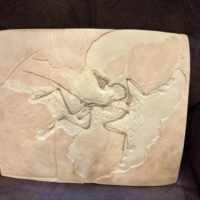 It’s A Fossil