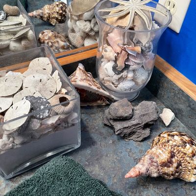 Sale Photo Thumbnail #272: Sea shell collection