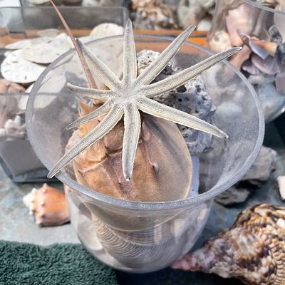 Sale Photo Thumbnail #273: Sea shell collection