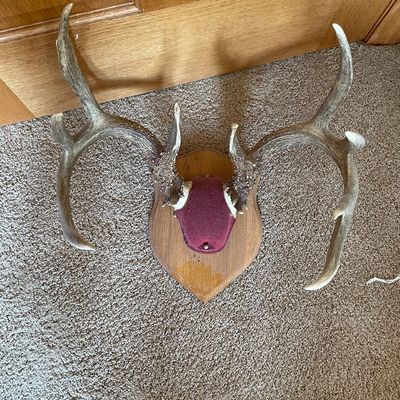 Sale Photo Thumbnail #326: Antlers