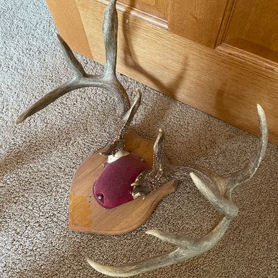 Sale Photo Thumbnail #329: Antlers