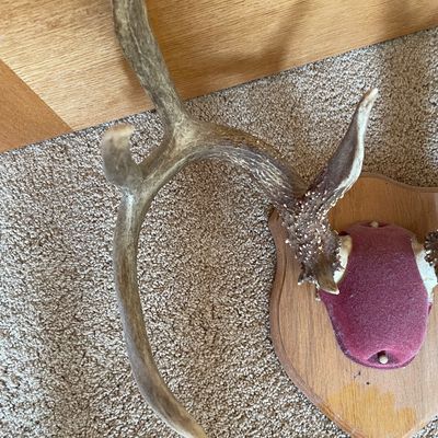 Sale Photo Thumbnail #328: Antlers