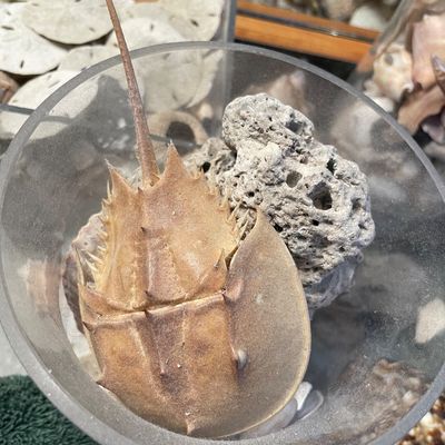 Sale Photo Thumbnail #274: Sea shell collection