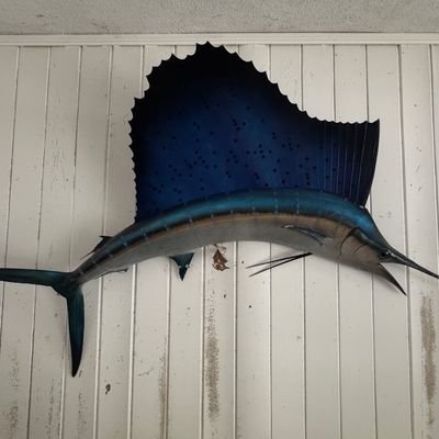 Sale Photo Thumbnail #29: Sailfish