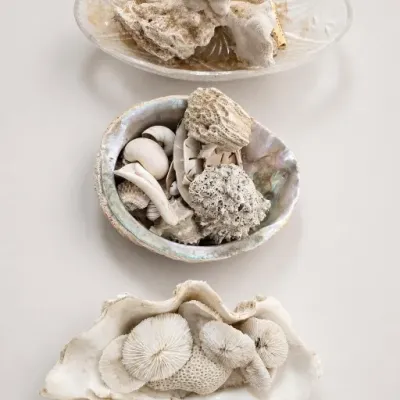 Sale Photo Thumbnail #188: Assorted Natural Coral and Shells in Bowls