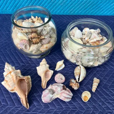 Sea Shells & Display Bowls