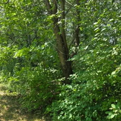 Sale Photo Thumbnail #75