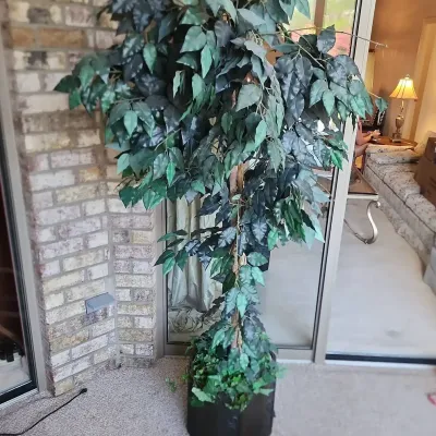 Silk Ficus Tree