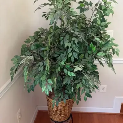 Artificial Ficus Tree In Woven Basket