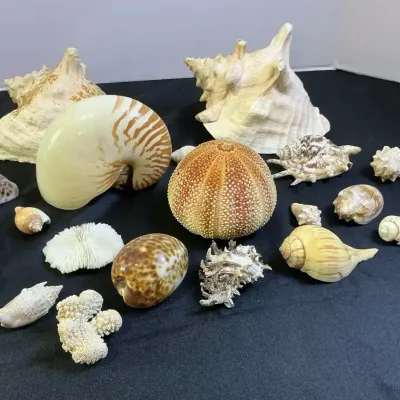 Shells, Nautilus, Sea Urchin, Conch And More 