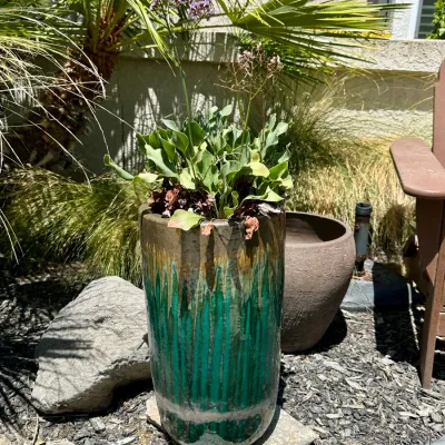 Plant and Pot #11