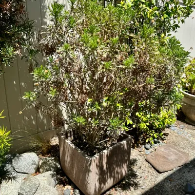 Plant and Pot #18