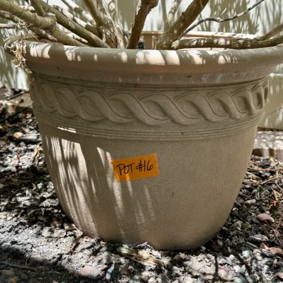 Plant and Pot #16