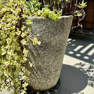 Plant and Pot #29