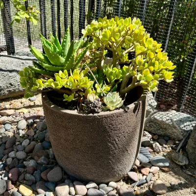 Plant and Pot #34
