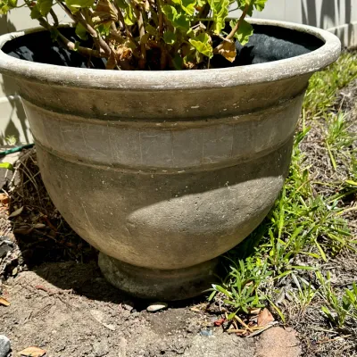 Plant and Pot #19
