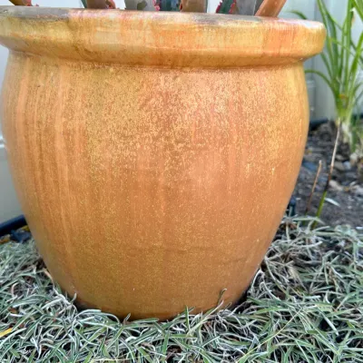 Plant and Pot #35