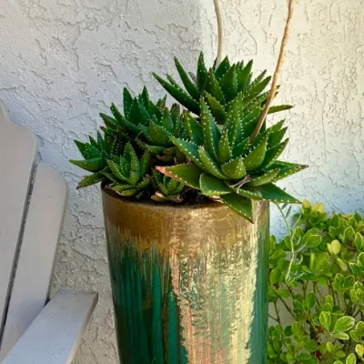 Plant and Pot #6
