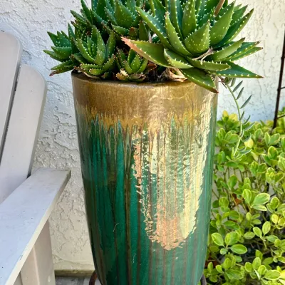 Plant and Pot #6