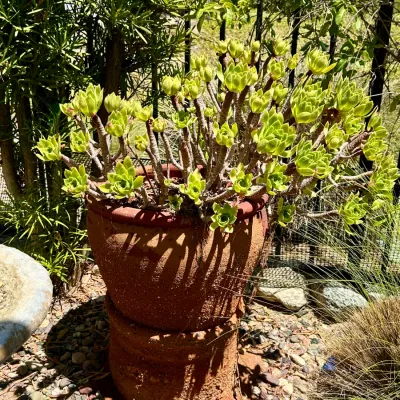 Plant and Pot #28