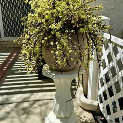 Plant, Stand and Pot #33