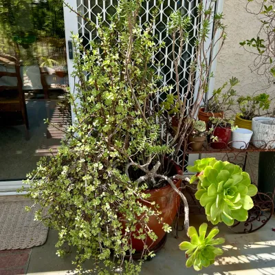 Plant and Pot #21