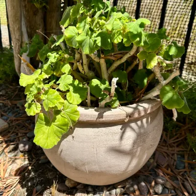 Plant and Pot #22