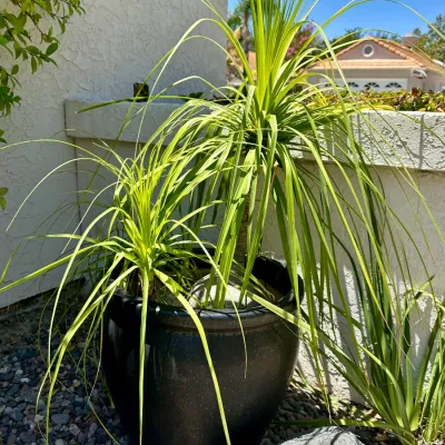 Plant and Pot #1