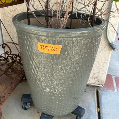 Plant and Pot #20