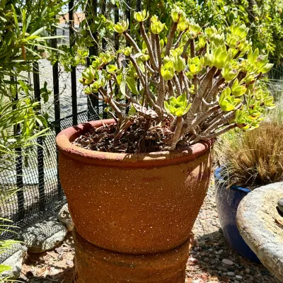 Plant and Pot #28