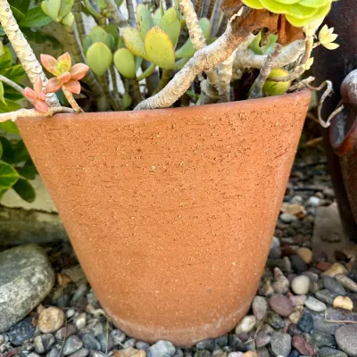 Plant and Pot #5